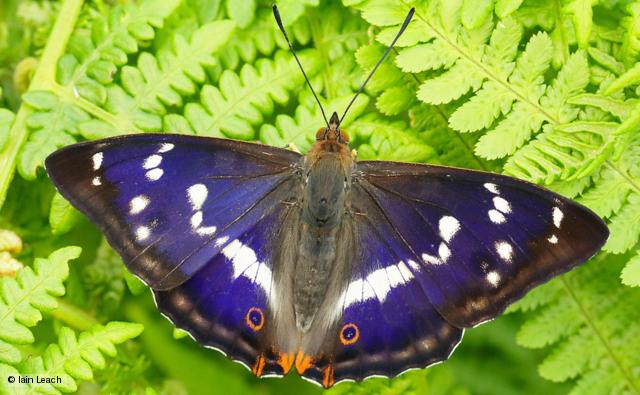 butterfly
