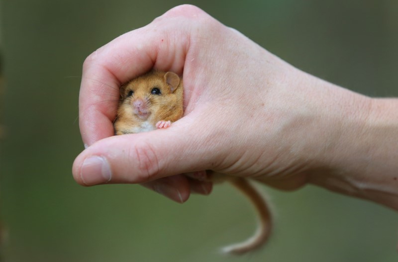 hazel doormouse