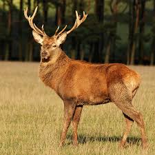 red deer