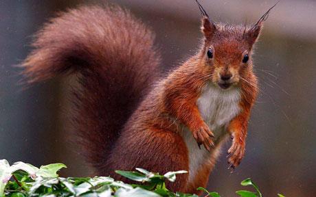 red squirell