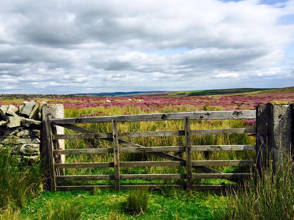 northumberland log cabins scenery