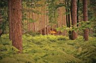 sherwood forest lodges